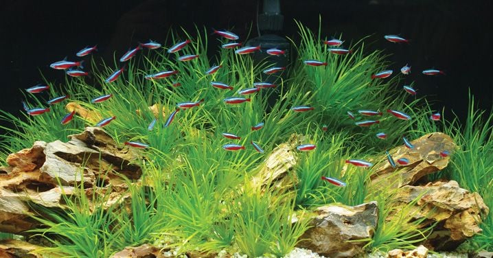Eco-Friendly Fish Tank Set-Up Ideas: Creating a Sustainable Aquarium Oasis