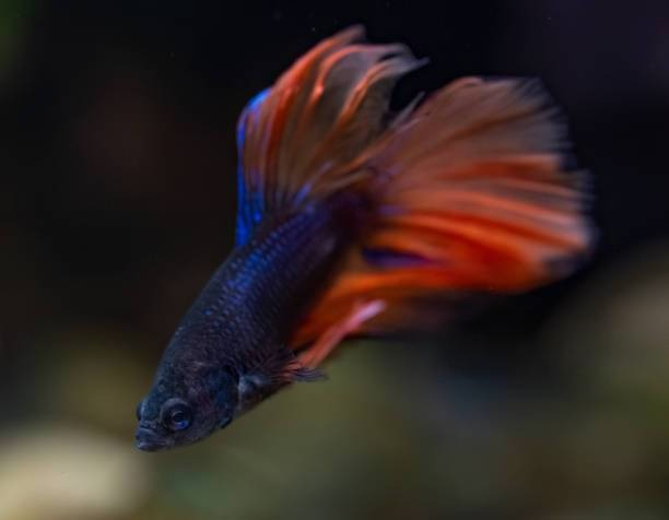 The Ultimate Guide to Feeding Longfin: Tips and Best Practices