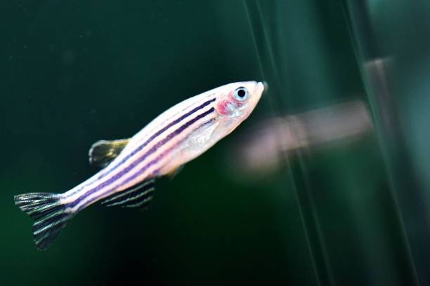 A guide to feeding: Danios