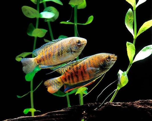 Best fish food for Gourami