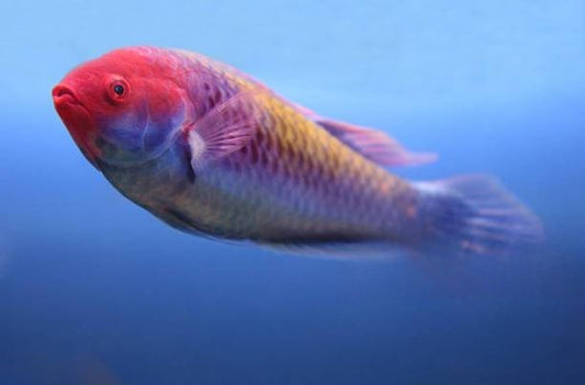 A Guide To Feeding Your Rainbowfish
