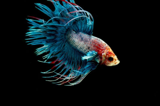 Best Fish Food For Crowntail Betta