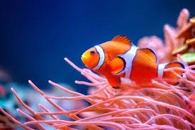 Clownfish: All You Need To Know!