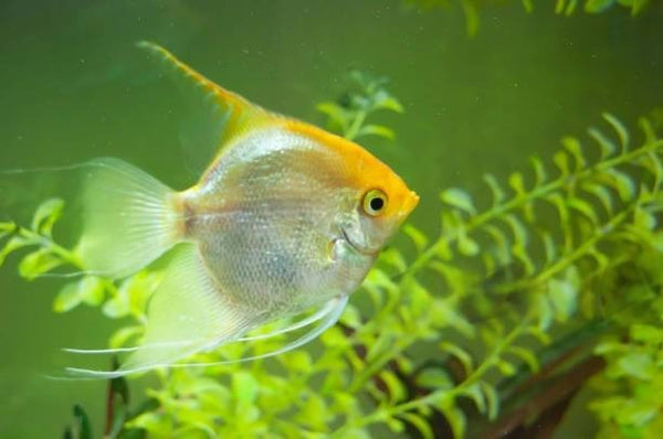 A Guide to Feeding: Angelfish