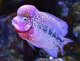 Best fish food for Flowerhorn Cichlids