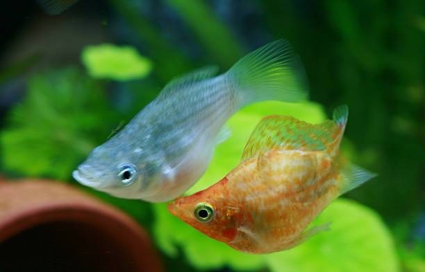 How to Maintain Molly Fry Health: Essential Tips for Vibrant Fish