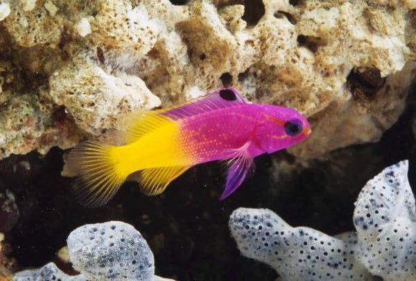 The Ultimate Guide to Feeding Royal Gramma: Tips and Best Practices