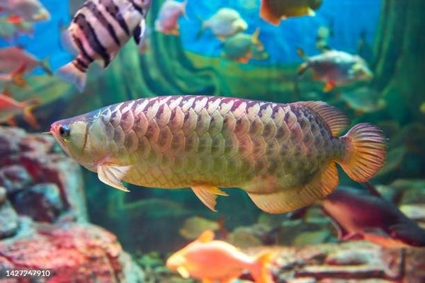 Best Fish Food For Arowanas