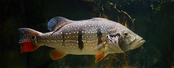 Peacock Bass: All You Need To Know!
