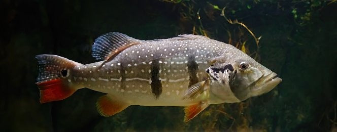 Peacock Bass: All You Need To Know!