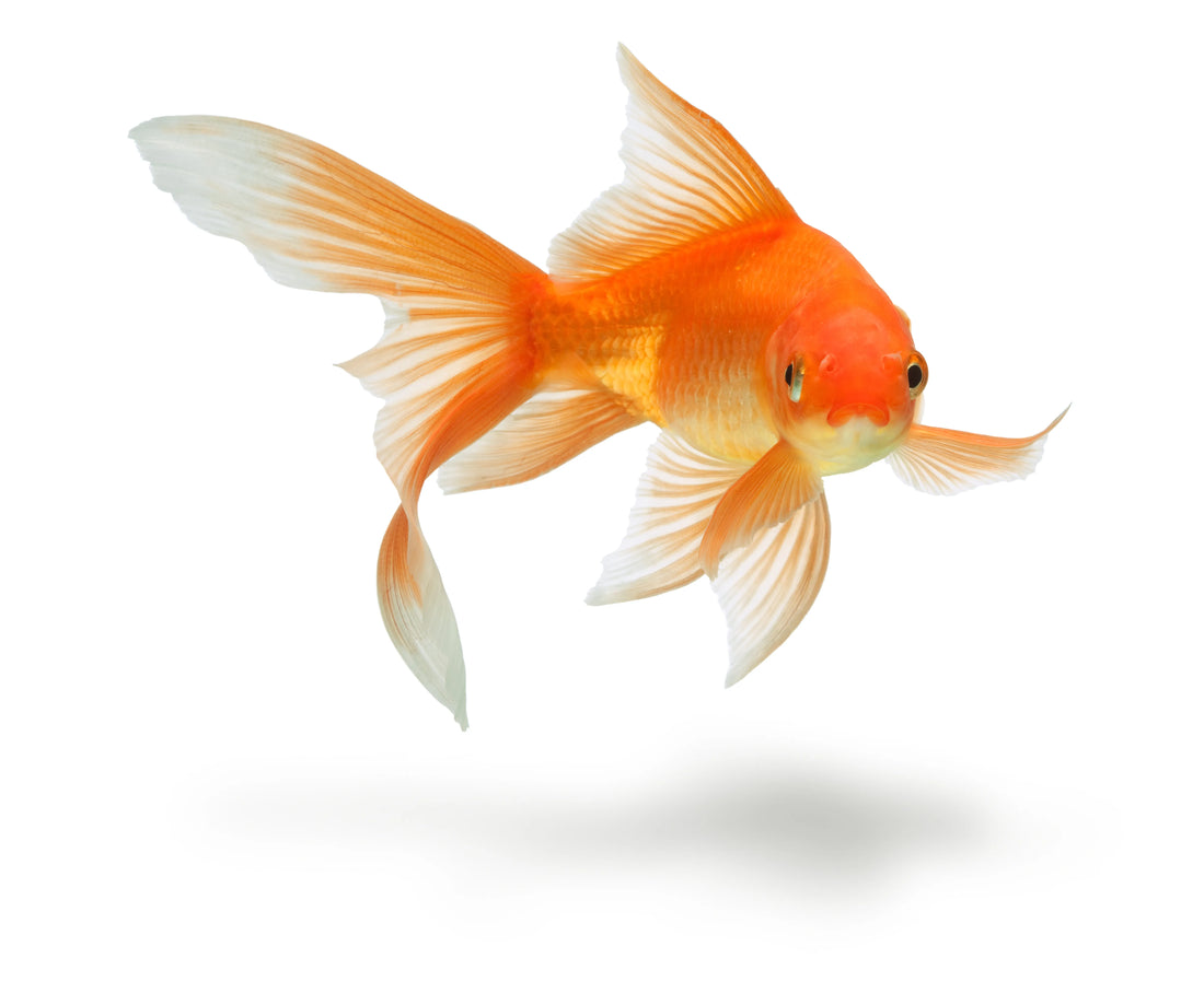 Best Feeding Schedule for Goldfish: What Every Fish Parent Should Know!