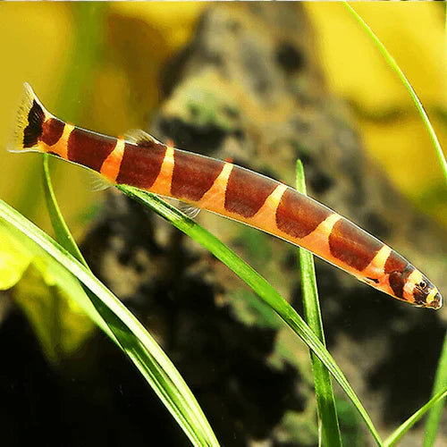All You Need To Know About Loaches