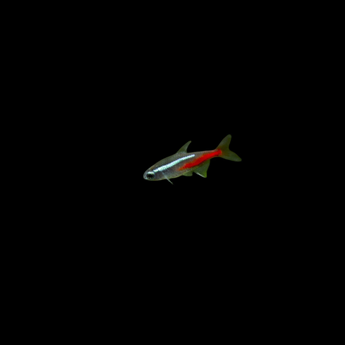 Feeding Schedule for Neon Tetra - What Every Fish Parent Should Know?