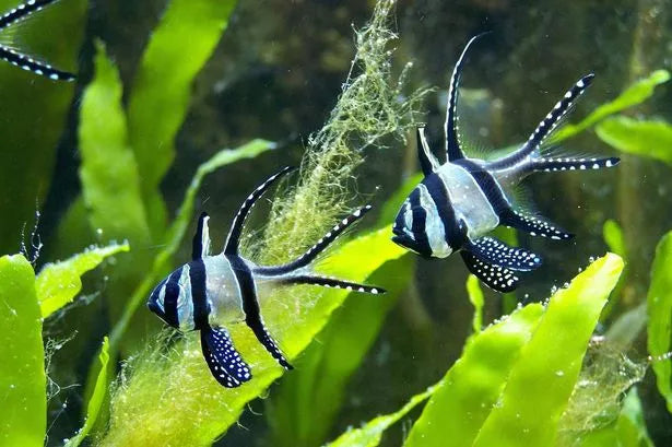 Collecting rare fish