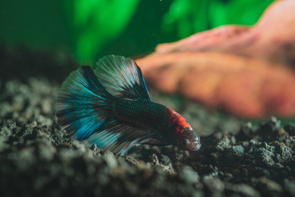 Feeding Fish in India - 5 Tips