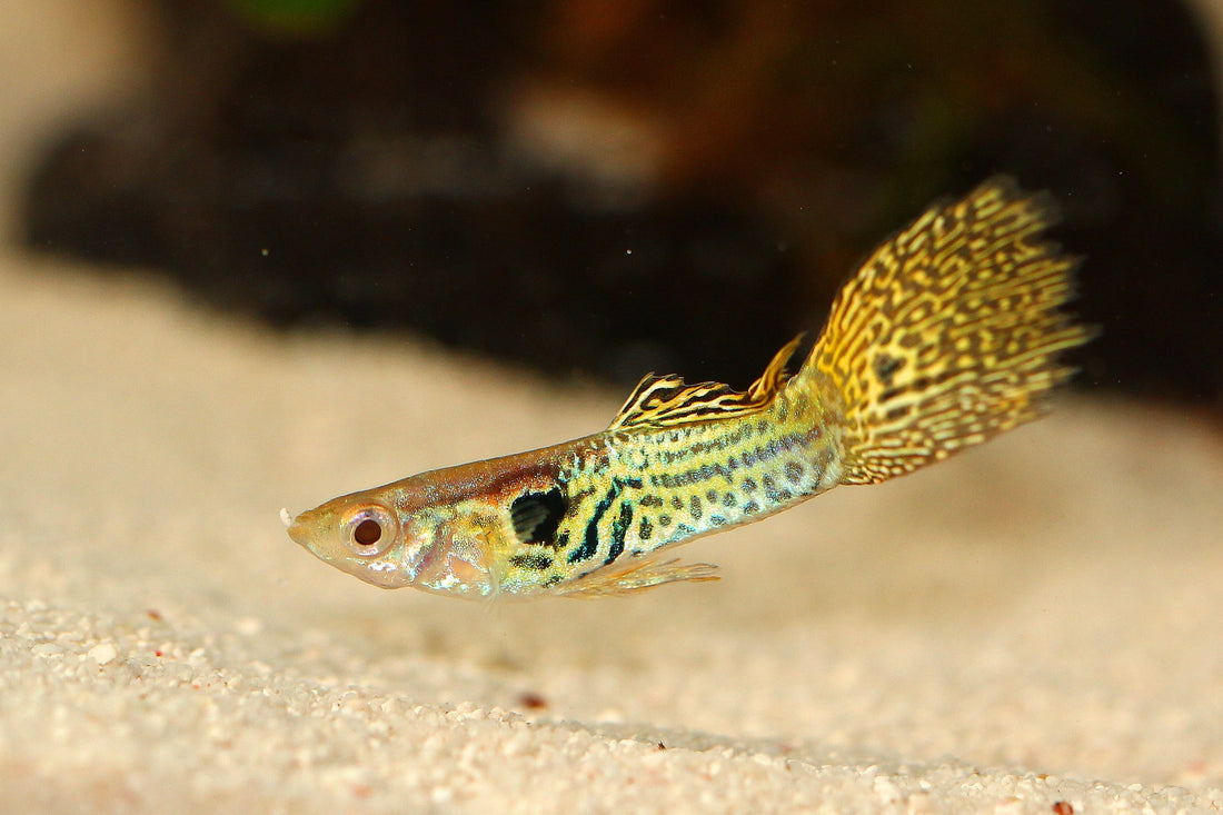 Fish Food for Zebrafish