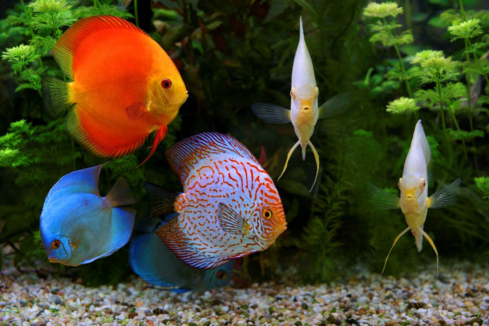 How many times a day should fish be fed?