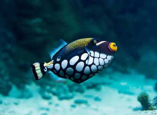 Feeding Clown triggerfish