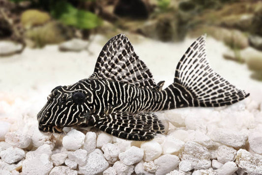 The Ultimate Guide to Feeding Plecos: Tips and Best Practices