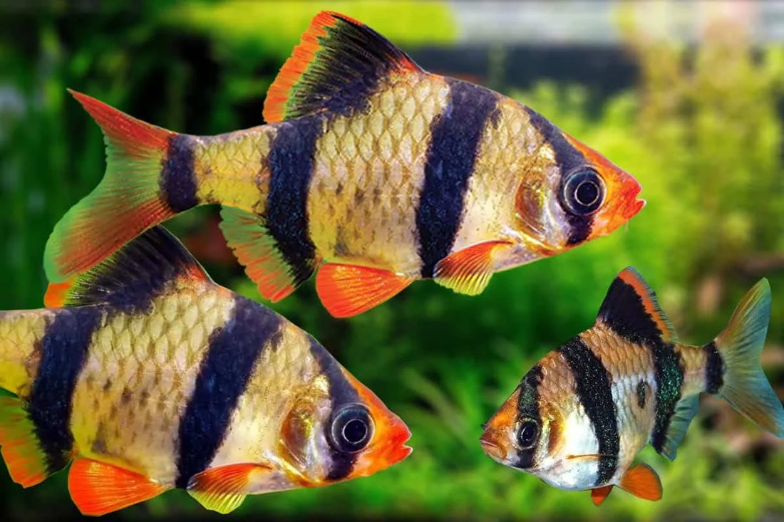 Unlocking the Nutritional Needs of Tiger Barb Pet Fish