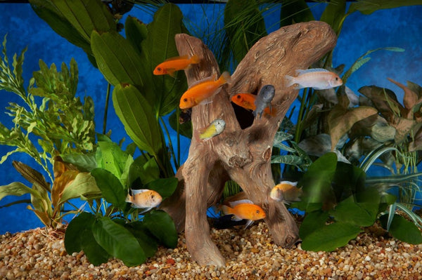 All you need to know: Cichlids