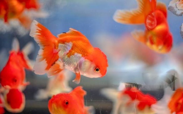 A Guide to Feeding: Ranchu