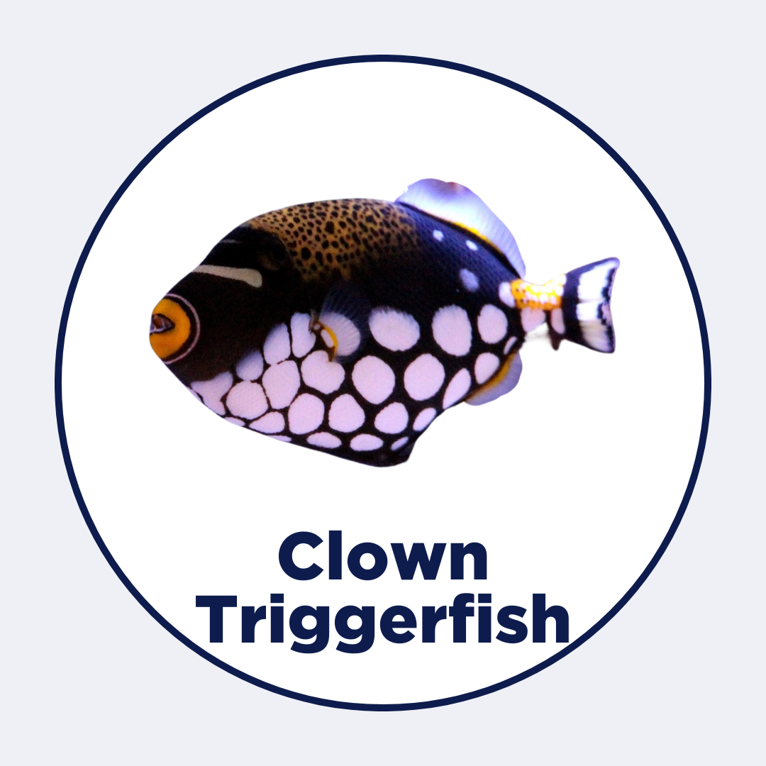 buy-fish-feed-for-clown-triggerfish-intan-by-growel-intan-growel