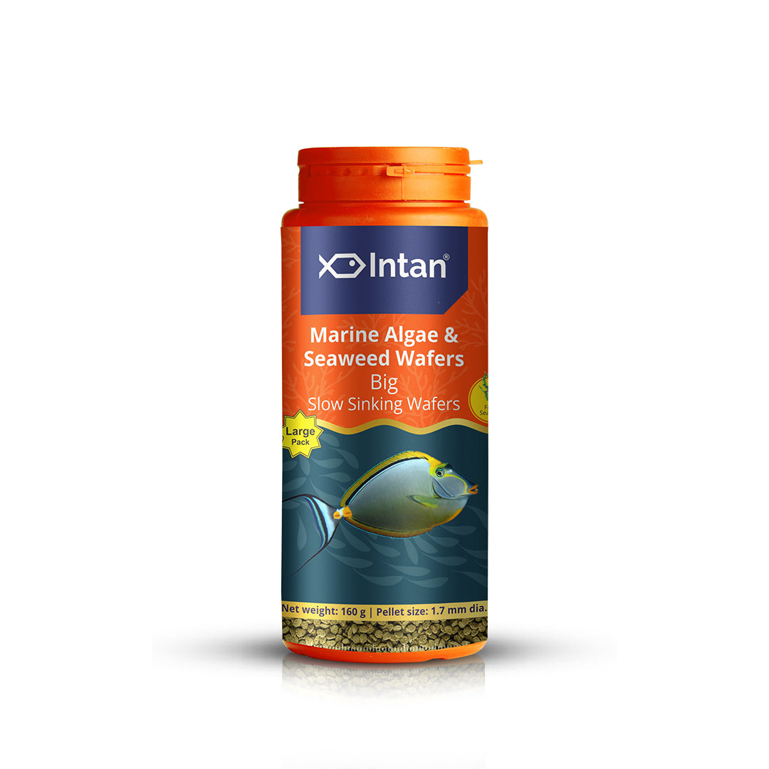 Growel Intan Marine Algae & Seaweed Wafers - 160g | Ornamental Fish Food