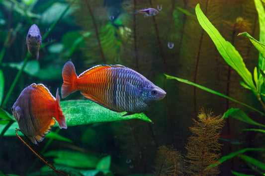 15 Most Beautiful Aquarium Fish in India (With Care & Feeding Guide) - Intan Fish Food