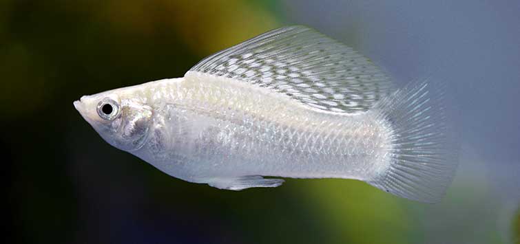 Breeding Molly Fish: A Complete Guide to Care and Success