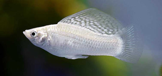 Breeding Molly Fish: A Complete Guide to Care and Success