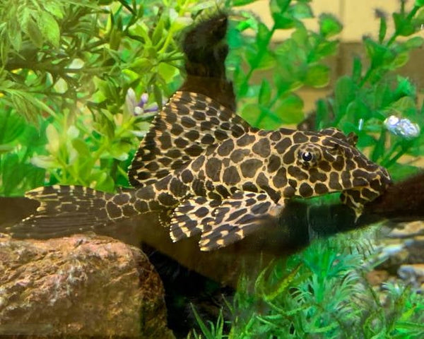 Plecos: All You Need To Know!