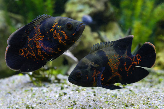 Best Feeding Schedule for Oscars - What Every Fish Parent Should Know?
