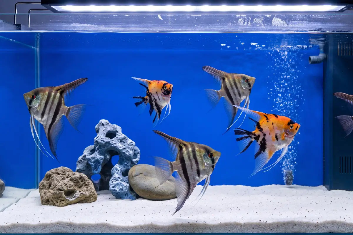 7 Questions to Ask Before Buying an Angelfish