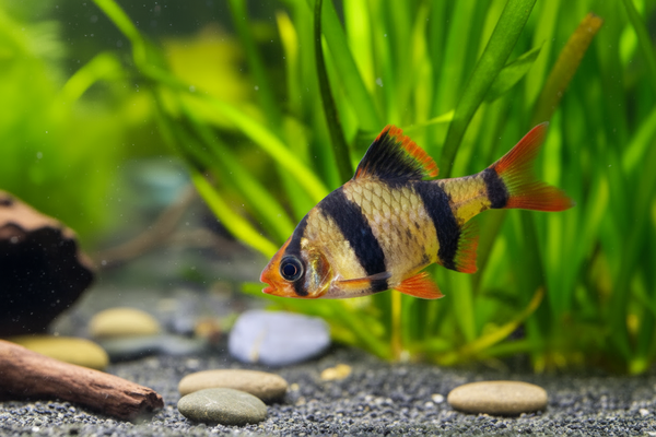 The Ultimate Guide to Feeding Barbs: Tips and Best Practices