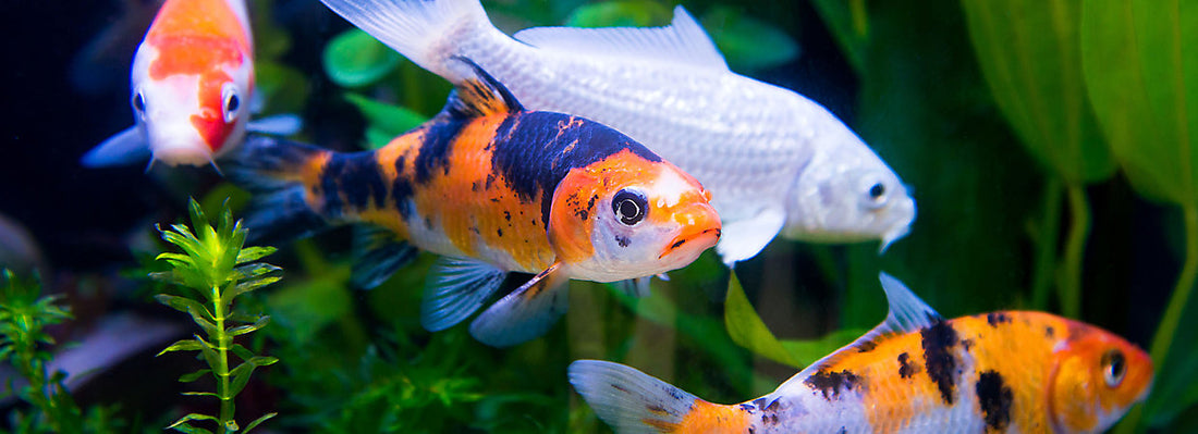 Fish Feed for Koi Fish: Why Intan is the Best Choice