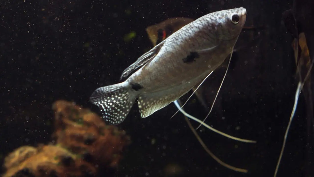 All You Need to Know About Omnivorous Fish - Intan