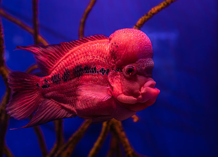 Best Flowerhorn Fish Food for Colour & Growth | Intan – Intan Growel