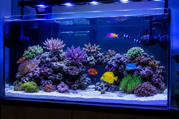 How to Set Up a Marine Fish Tank: A Beginner’s Guide
