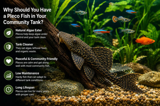 Why Should You Have a Pleco Fish in Your Community Tank