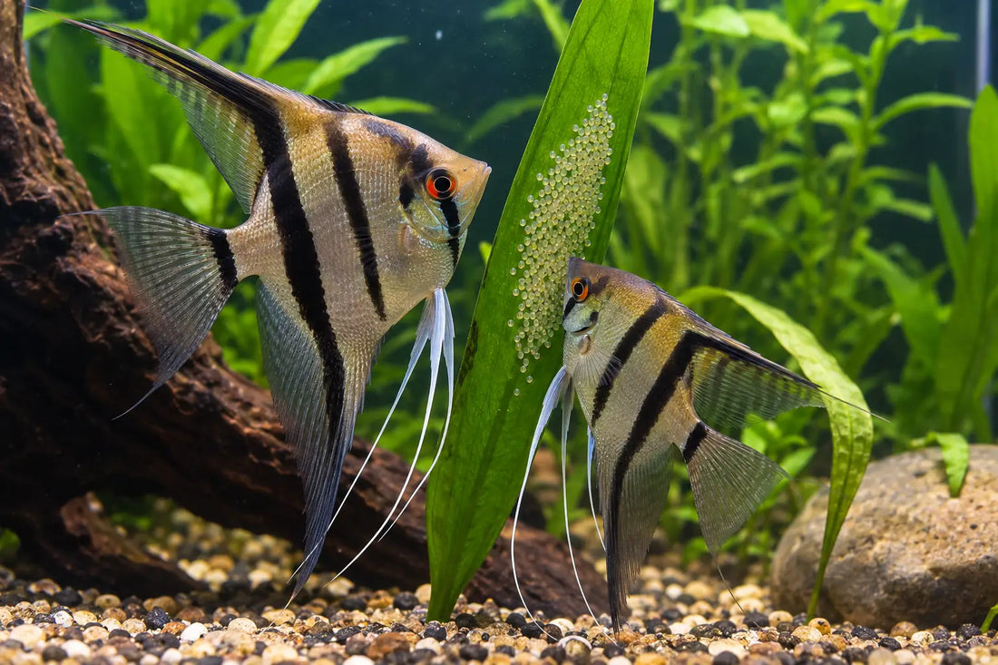 How to Breed an Angelfish