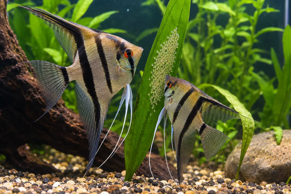 How to Breed an Angelfish