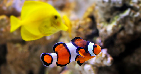 The Best Fish Food in India for Aquarium Fish