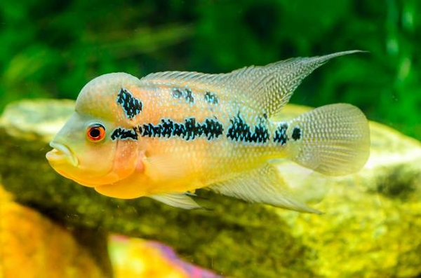 Best fish food for Kamfa