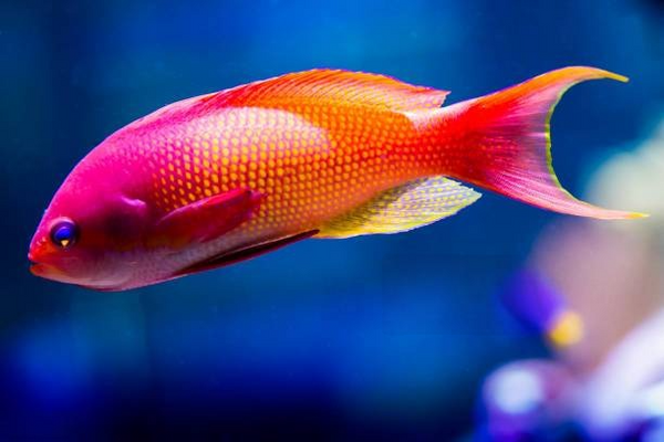The Ultimate Guide to Feeding Parrotfish: Tips and Best Practices