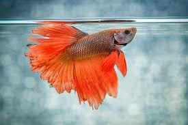 Best Fish Food for Longfin