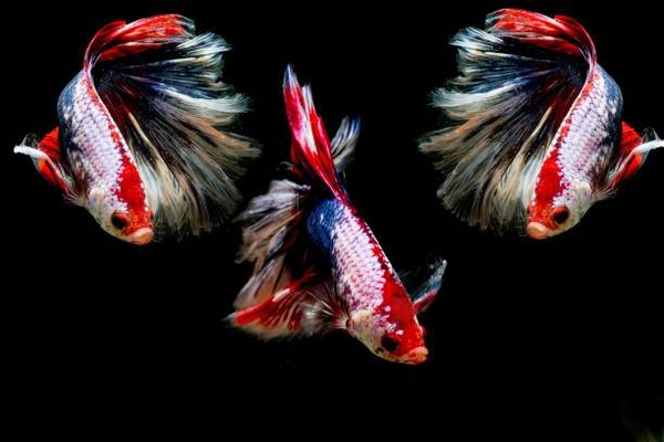 Crowntail Betta: All You Need To Know!