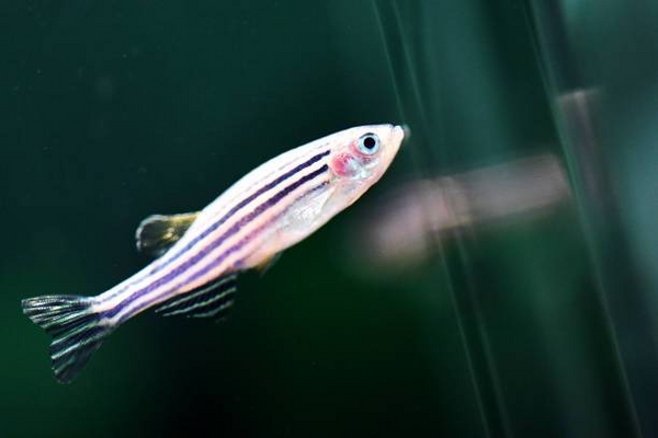 A guide to feeding: Danios