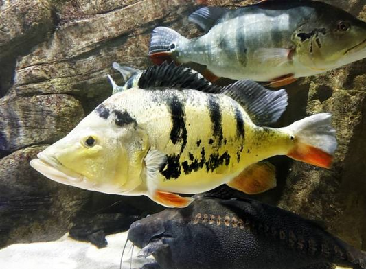 Best fish food for Peacock Bass