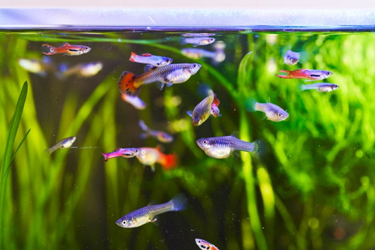 All you need to know about Guppies